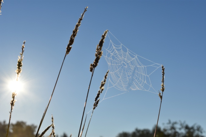 Spiderweb in Sunlight